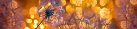 Кухонный фартук Мерцание Одуванчики золотистые 3 серебро в Электростали - ehlektrostal.katalogmebeli.com | фото